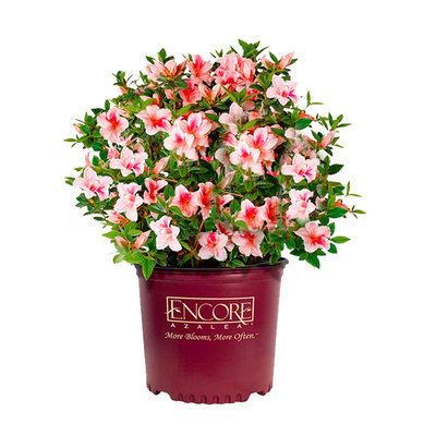 虹越杜鹃花盆栽苗阳台多年生花卉