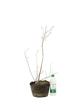 蓝莓苗树苗南方北方种植果家庭盆栽地栽结果大苗阳台当年结果