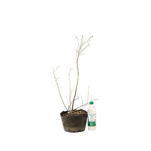 蓝莓苗树苗南方北方种植果家庭盆栽地栽结果大苗阳台当年结果