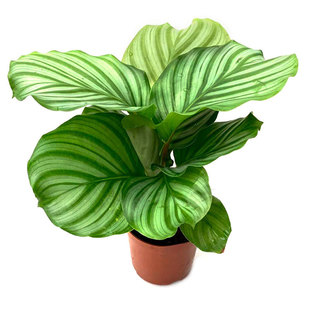 苹果竹芋苗盆栽彩叶观叶植物室内办公书房客厅四季圆叶花卉易养护