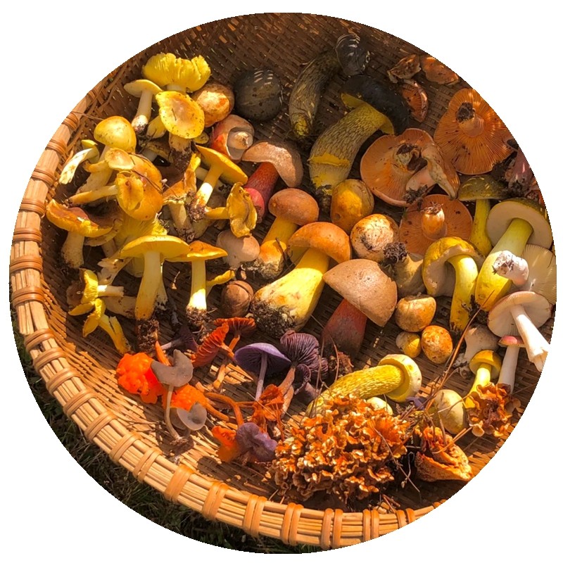 新鲜干巴菌野生菌云南美食农产品稀有食材爆炒味道香味独特干巴菌