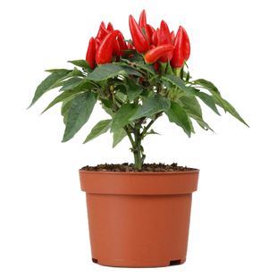 辣椒苗种子小米辣树苗朝天椒春季阳台盆栽蔬菜秧苗孑高产菜苗批发