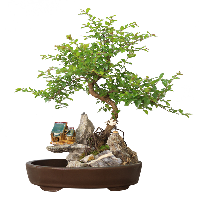桌面假山盆景树小叶雀梅造型植物室内客厅摆件绿植茶室茶桌盆栽