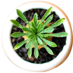 峨眉山多肉植物铁甲麒麟南非欧系布纹球象牙宫块根稀有多肉铁甲丸