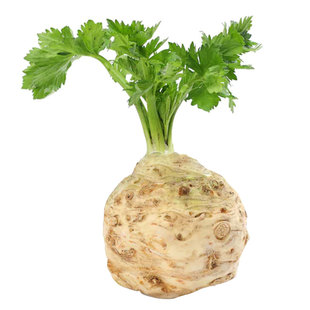 地中海根芹种子芹菜种籽蔬菜芹菜根苗菜籽菜苗孑苗子根秧苗籽种