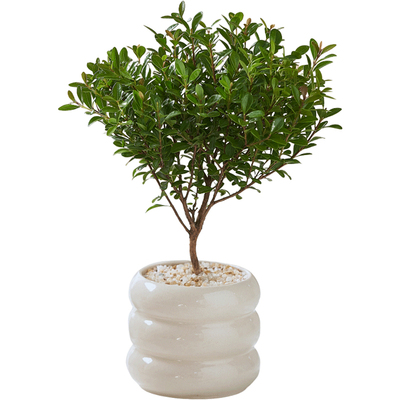 发财树办公桌客厅室内