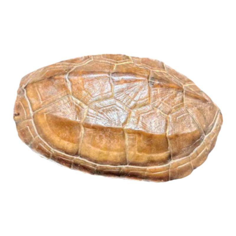 乌龟壳精品天然完整龟甲乾隆通宝装饰摆件