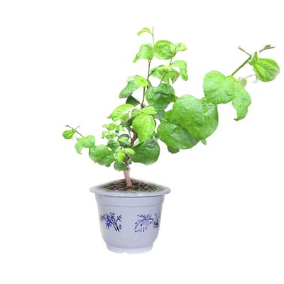 台湾牛奶枣嫁接苗当年结果