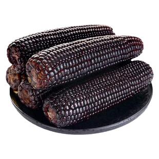 黑甜糯玉米种子珍珠糯黑玉米种籽高产杂交正品春大田非转基因苞米