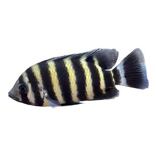 十间鱼非洲活体鱼苗大型热带观赏鱼龙鱼配鱼坦鲷马鲷鱼包邮包活鱼