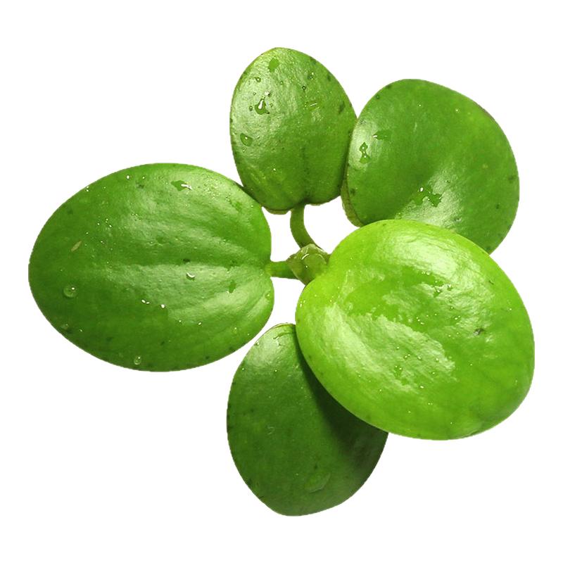 圆心萍浮萍净化水质吸收硝酸盐水培绿植庭院阳台鱼虾龟缸漂浮水草