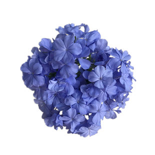 蓝雪花盆栽花卉攀爬藤本植物庭院花园阳台绿植四季花卉棒棒糖花苗