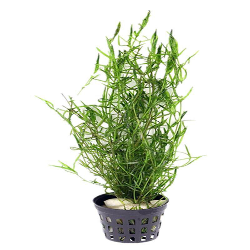 印度小竹节水草包邮虾缸阴性水族小鱼繁殖新手蜈蚣绿菊莫斯竹节草