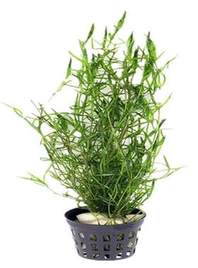 印度小竹节阴性小竹节水草竹节草