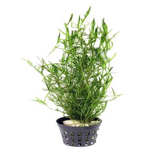 印度小竹节水草包邮虾缸阴性水族小鱼繁殖新手蜈蚣绿菊莫斯竹节草