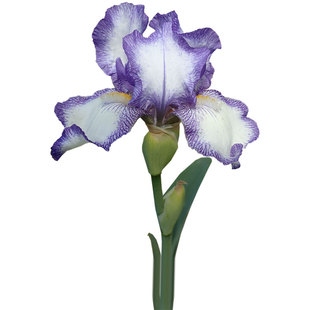 德国鸢尾虹越进口裸根植物土培盆栽地栽花园花境乔安娜稻米预售