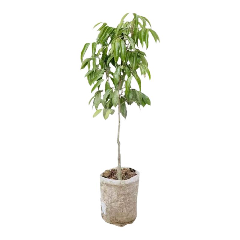 仙进奉冰荔嫁接苗桂味无核荔枝苗