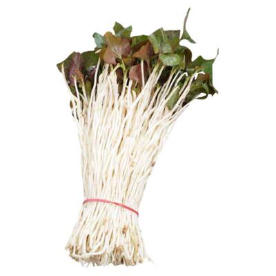 四川精品新鲜鱼腥草1斤折耳根嫩芽叶带连根凉拌养生特色蔬菜青苗