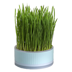 水培猫草杯猫草猫咪排毛球水培盒种植盆吐毛球猫去毛球种猫草的盆