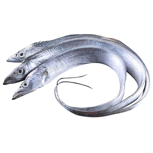 渤海湾小眼油带鱼超大新鲜海鲜水产鲜活冷冻刀鱼段野生海钓深海鱼