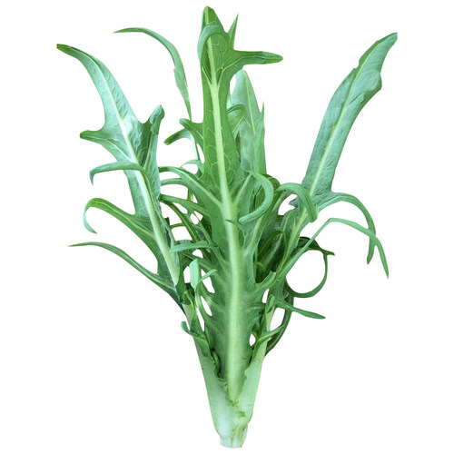 花芽唛菜种子 深圳博白唛春湾唛菜种子苦麦菜种籽 苦荬菜苦麥菜