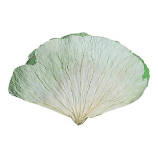 荷叶整张新鲜大号干荷叶片整片包鸡熬粥专用糯米鸡叫花鸡黄泥窑鸡