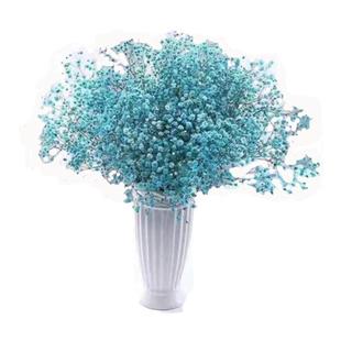 新鲜满天星 可做干花吸色七彩花头漂亮云南直发市场标准一扎包邮