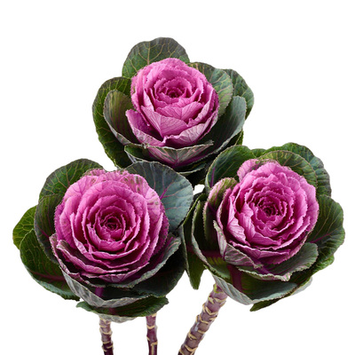 老桩羽衣甘蓝绿植盆栽大苗耐寒