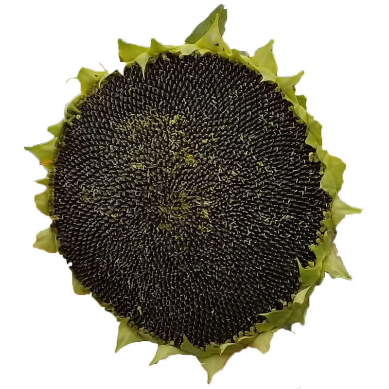大粒食用向日葵种子 春夏四季播大瓜籽 盆栽蔬菜葵花籽高产耐旱孑