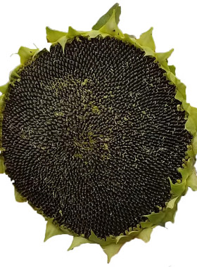大粒食用向日葵种子 春夏四季播大瓜籽 盆栽蔬菜葵花籽高产耐旱孑