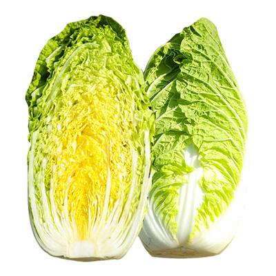 韩国娃娃菜种子种籽高产蔬菜