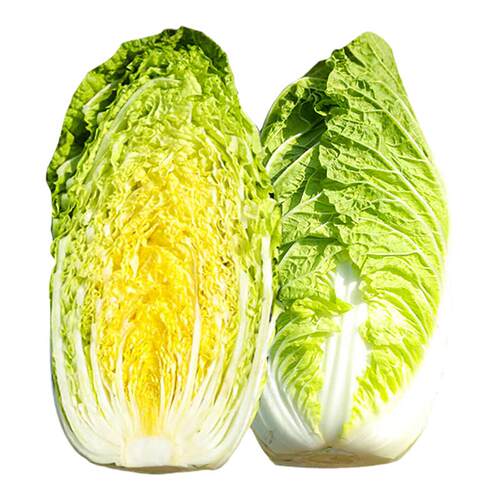 韩国娃娃菜种子种籽耐热黄心籽种蔬菜孑苗秧菜种大白菜菜籽小白菜