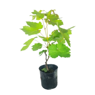 葡萄树苗夏黑葡萄树苗无籽葡萄树苗盆栽地栽南北方种植带杯发货