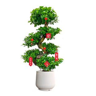 造型金钱榕大盆栽小叶盆景植物室内招财金钱树客厅大型绿植发财树