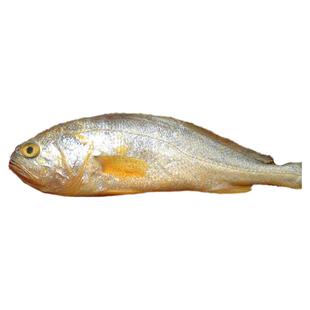 新鲜小黄鱼一斤3只当天捕捞小黄鱼 黄花鱼黄瓜鱼梅鱼厦门海鲜水产