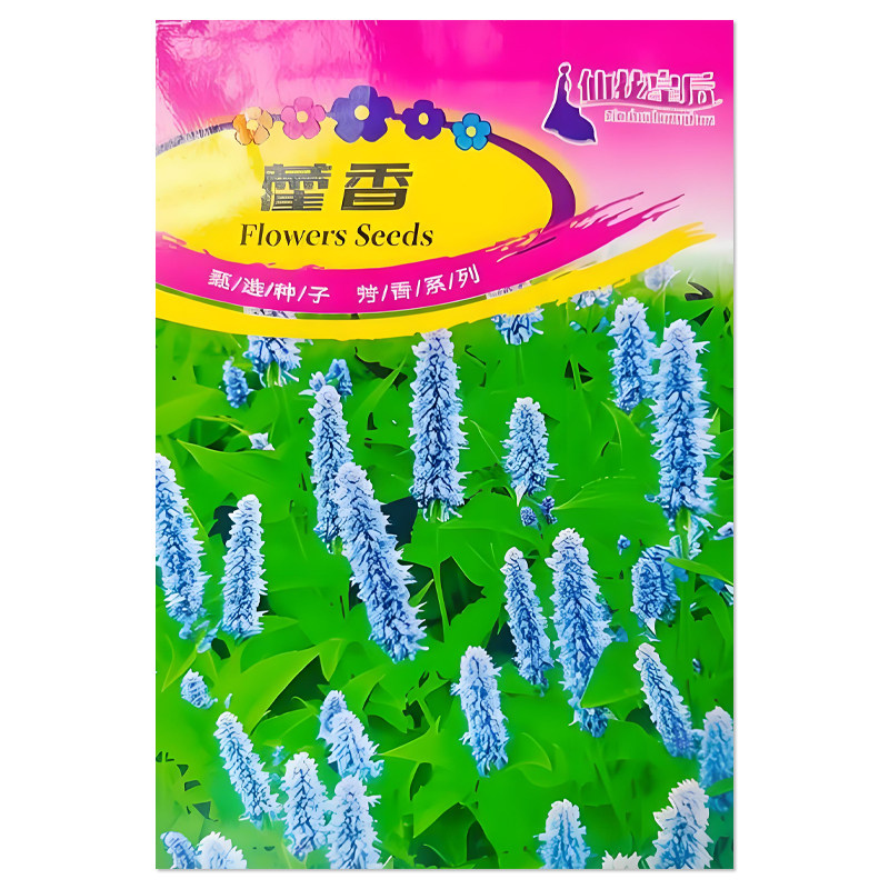 藿香种子盆栽庭院香草种子