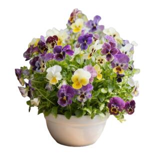 角堇花苗盆栽带花皱边三色瑾混色大苗种阳台室内花卉植物耐寒抗冻