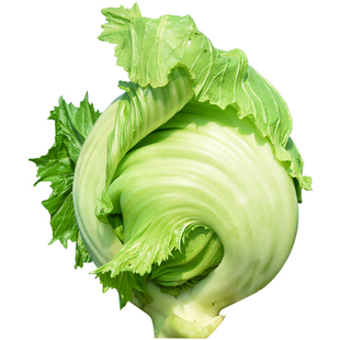 包心芥菜种子夏秋季大肉卷心甜介菜种孑腌制酸菜泡菜四季蔬菜种籽