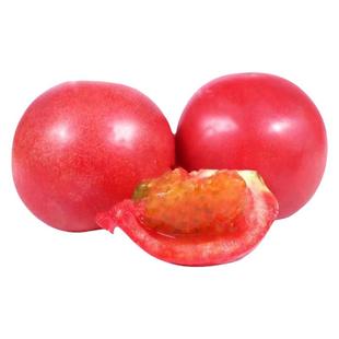 普罗旺斯西红柿苗子西红柿苗普罗旺斯苗口感番茄苗子番茄苗沙瓤