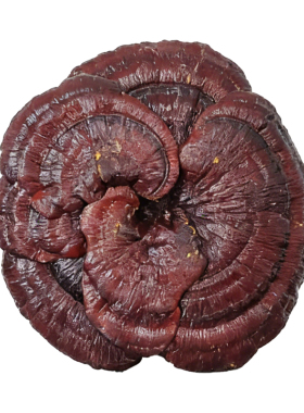 天然灵芝复古木质摆件收藏送礼