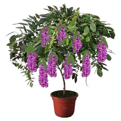 紫藤花树苗爬藤植物多花紫藤萝树苗阳台盆栽庭院老桩耐寒四季开花