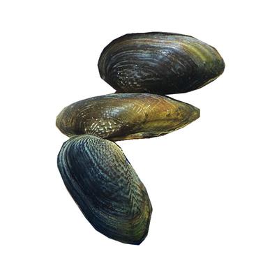 河蚌天然河蚌杜氏去绿水鳑鲏繁殖