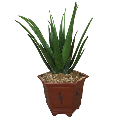 美容院库拉索芦荟叶片苗灌肤专用