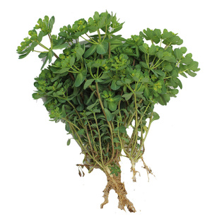 泽漆2025年整棵新货中药材泽漆猫眼儿草五朵云马虎眼新鲜晒干500g