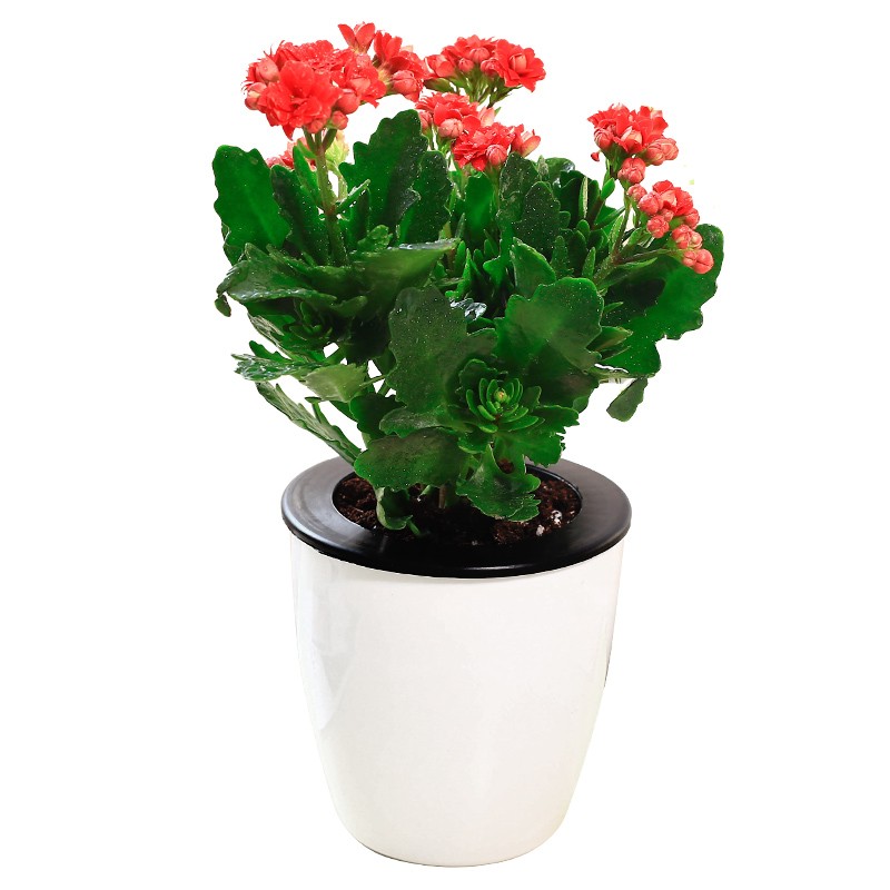 长寿花四季开花室内阳台