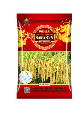 水稻种荃两优879香米口感软糯