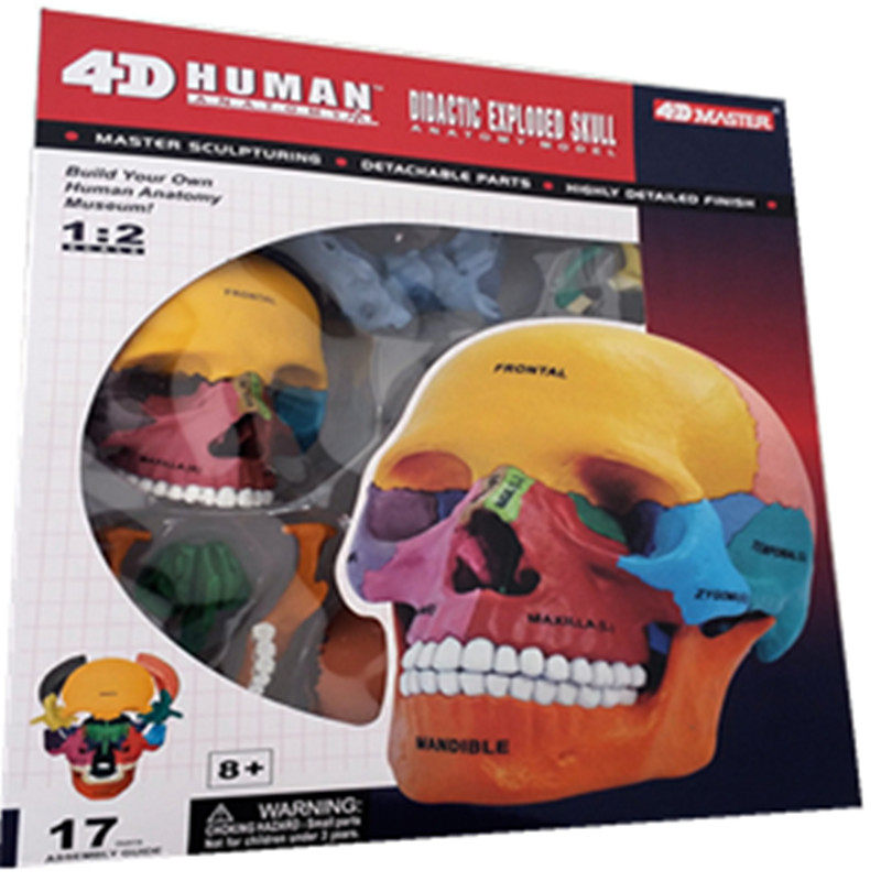 4D Master人体儿童玩具头部骨骼解剖拼装模型头颅骷髅口腔医用教