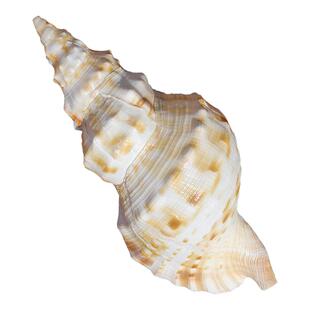 天然海螺贝壳超大白蛙螺鱼缸造景摆台饰品收藏螺号可吹响特大号角