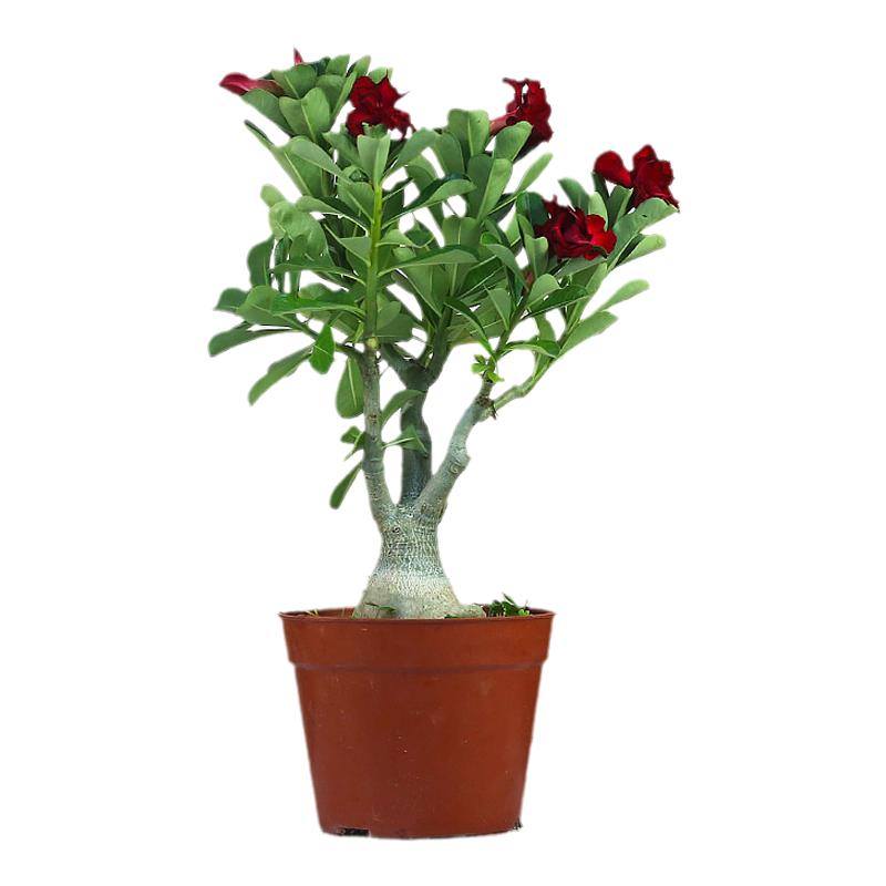 绿植单瓣老桩盆景阳台沙漠玫瑰花
