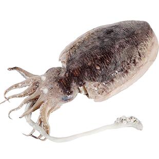 舟山原汁墨鱼仔新鲜活冷冻生鲜目鱼乌贼章鱼海兔墨斗鱼蛋海鲜水产